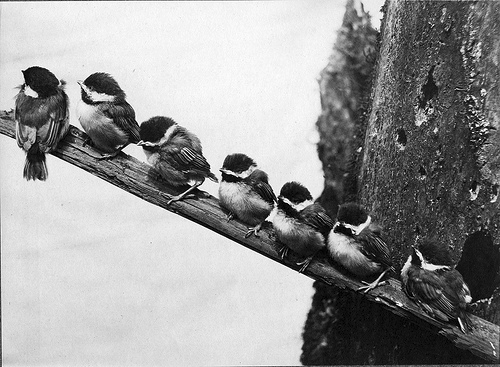 birds2-flickrcommons