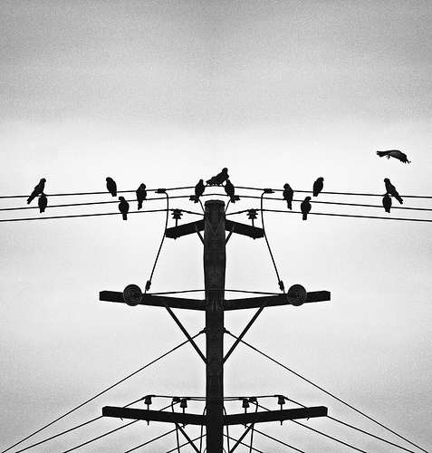 birds4-flickrcommons