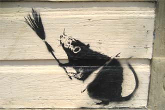 rat