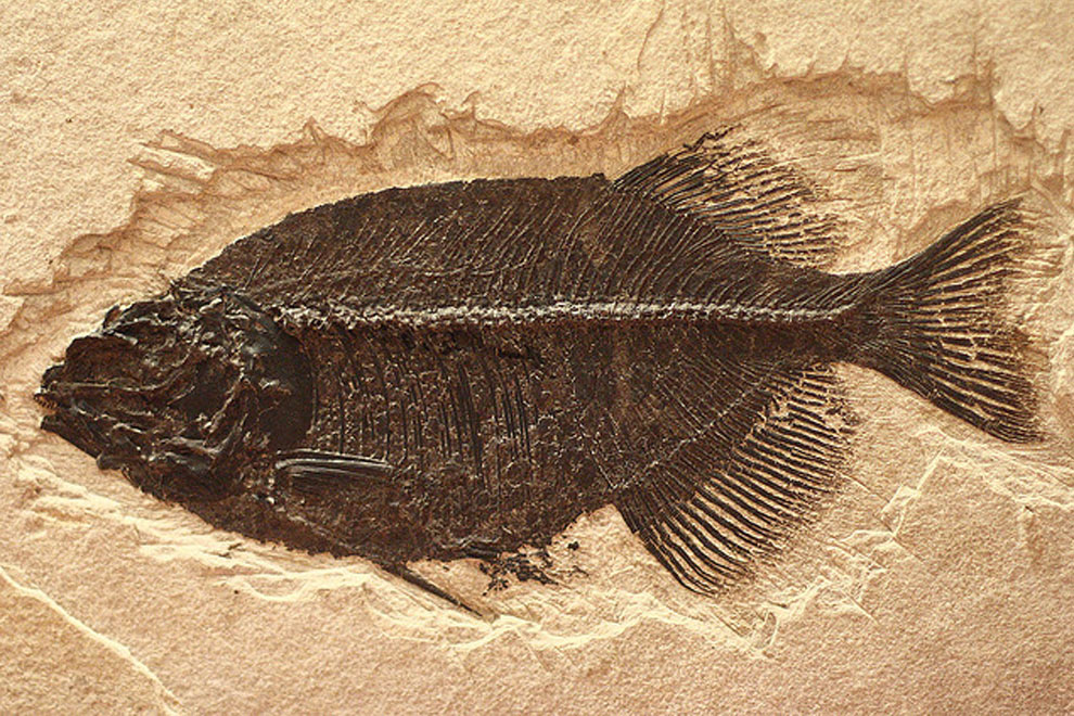 fossile2