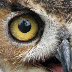 Owl2