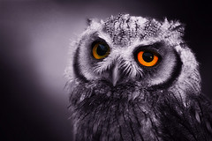 Owl3