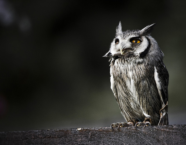 Owl4