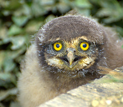 Owl5