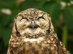 Owl6