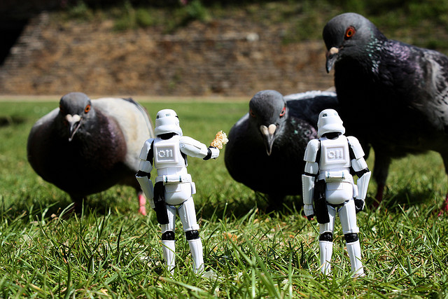 StormTroopersPingeons